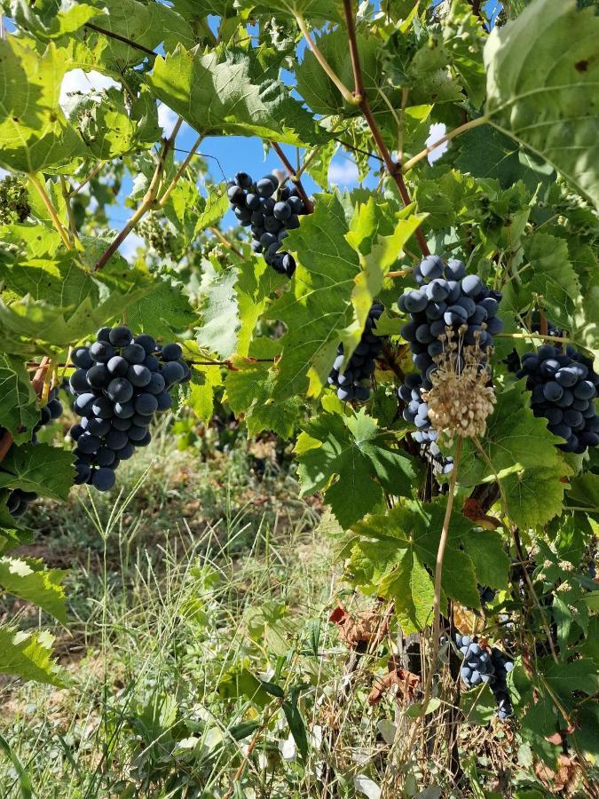 Escapade Entre Vignes Et Mer Corme-Royal Buitenkant foto